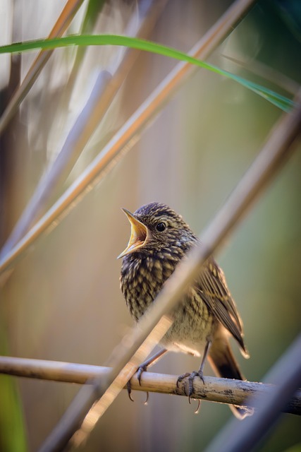 Gorrión, Pájaro, Animal, Aviar