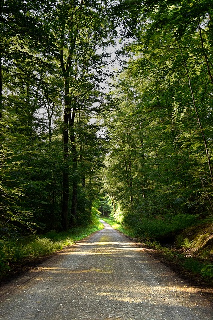 Skov, Sti, Natur, Træer, Udendørs