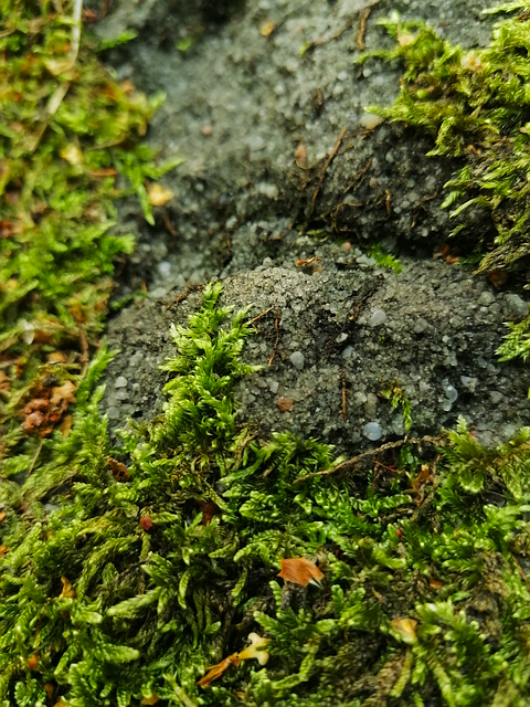Pflanze, Moos, Makro, Grün, Stein, Natur