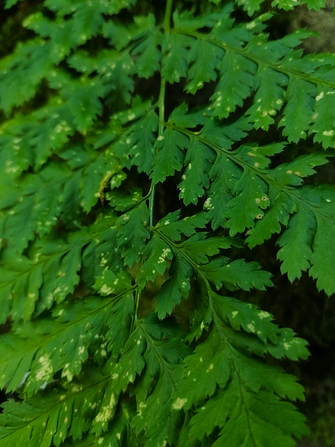 Makro, Natur, Wald, Farn, Grün, Blätter