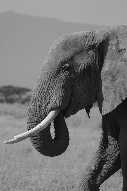 Free Animal Elephant photo and picture