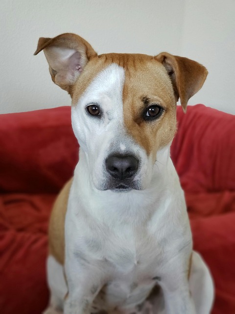Free Dog Animal photo and picture