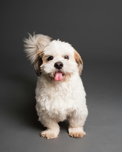 Free Animal Dog photo and picture