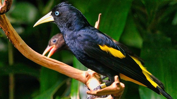 Vogel, Natur, Federn, Tier, Gefieder