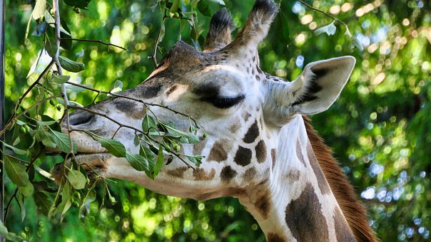 Giraffe, Natur, Tier, Safari, Afrika