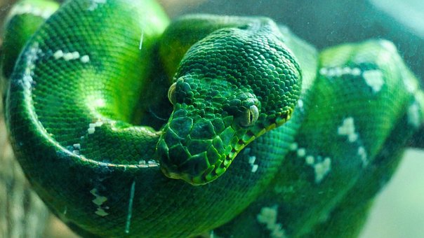 Python, Reptil, Schlange, Natur, Waage
