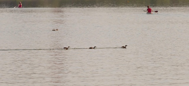Lake Duck Competition - Free photo on Pixabay - Pixabay
