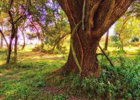 Natur, Skov, Landskab, Træer, Arbol