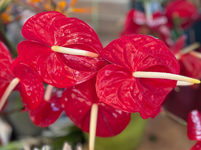 Free Anthurium Nature photo and picture