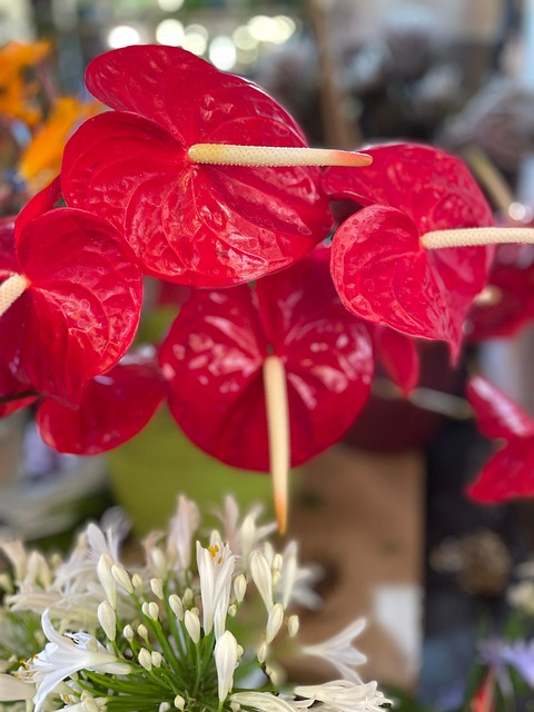 Free Anthurium Nature photo and picture