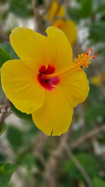Hibiscus, Flori, Galben, Natura, Altea