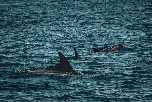 Free Dolphins Porpoise photo and picture