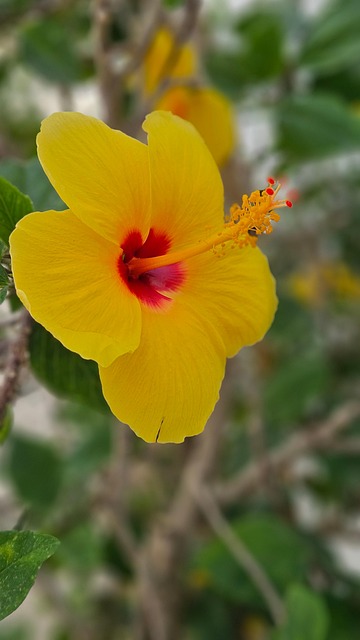 Hibiscus, Natura, Flori, Galben, Flora