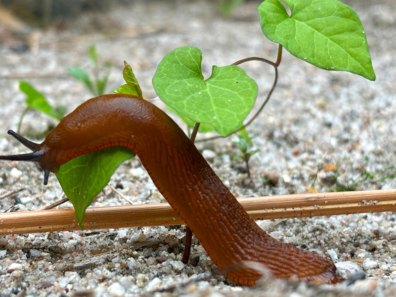Caracol Naturaleza Animal - Foto gratis en Pixabay