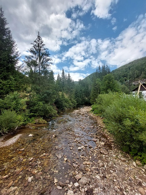 Příroda, Les, Krajina, Stromy, Řeka