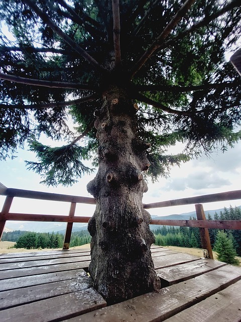 Strom, Mimo, Hora, Krajina, Příroda