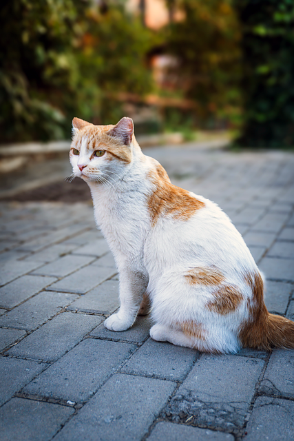 Free Cat Stray Cat illustration and picture