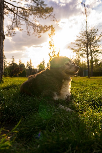 Free Dog Stray Dog photo and picture