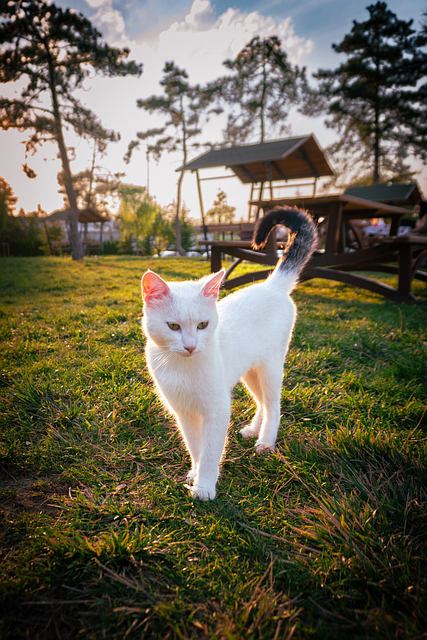 Free Cat Stray Cat illustration and picture