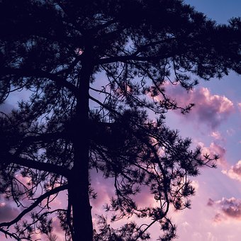 Free Tree Silhouette photo and picture