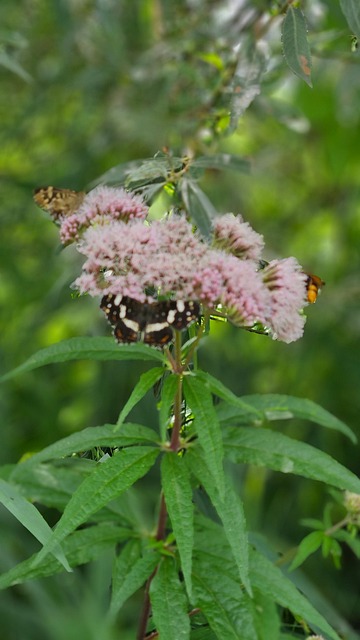 Bug Ul, Insecte, Fluture, Fluturi