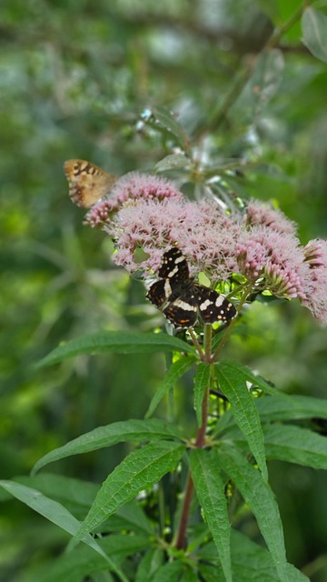 Fluture, Fluturi, Insecte