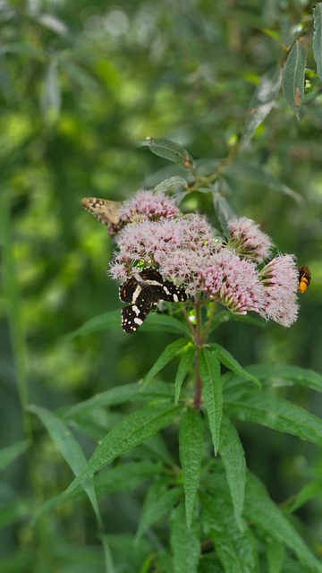 Fluture, Fluturi, Albină, Insecte