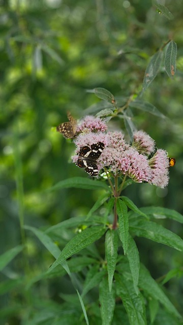 Planta Ficatului, Gradina, Fluture