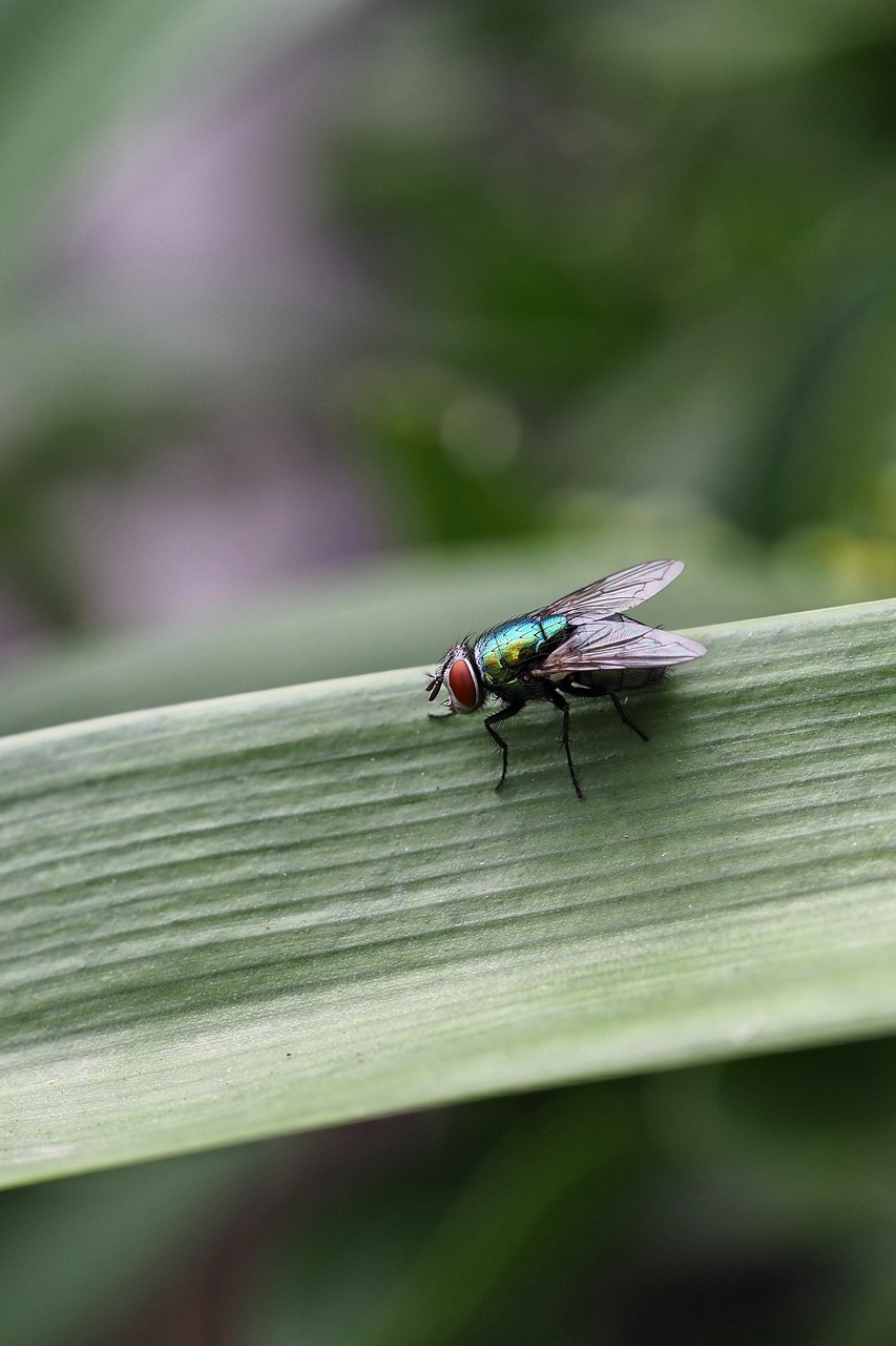 Full Fly Insect Fly Insect Nature - Free photo on Pixabay