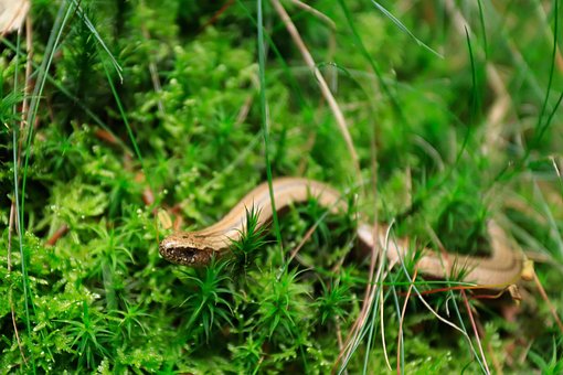 Free Blindworm Reptile photo and picture