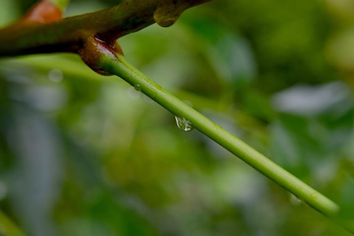 Free Green Nature photo and picture
