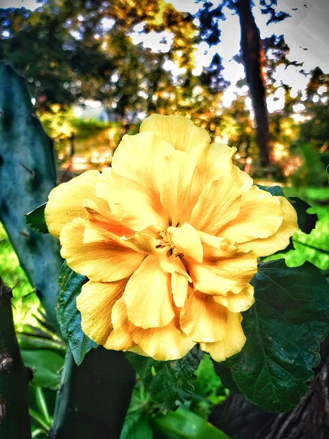 Blomst, Natur, Blomstre, Kinesisk Rose