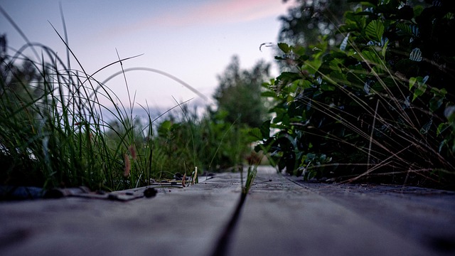 Road, Brug, Vooruit, Doel, Zomer, Hout