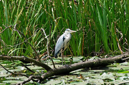 Heron, Fugl, Natur, Fugle, Flyvende