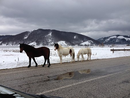 Free Horse Nature photo and picture