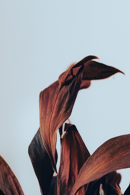 Free Leaf Leafs photo and picture