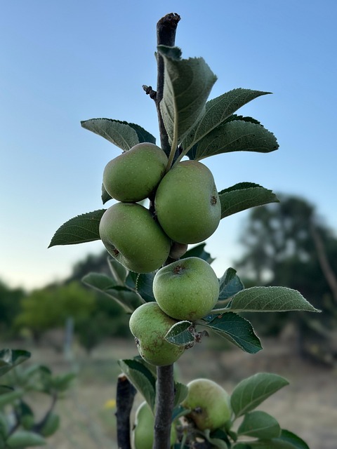 Free Fruit Healthy photo and picture
