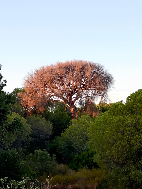 Free Tree Nature photo and picture