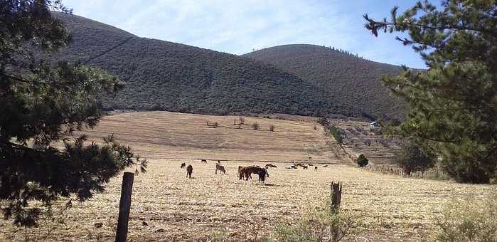Free Field Nature photo and picture