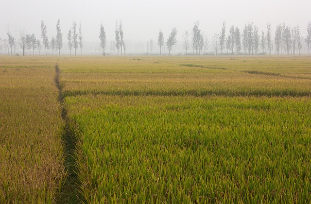 China Rice Fields - Free photo on Pixabay