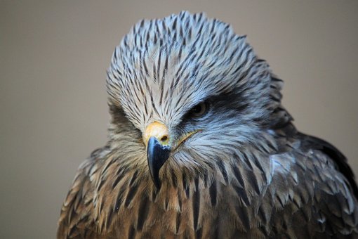 Urubu, Pássaro, Animal, Penas, Plumagem