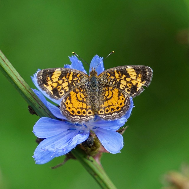 Borboleta, Inseto, Asas, Flores