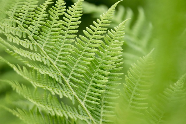 fern, fern fronds, green, leaf, fern tips, forest fern, worm fern, nature, plant