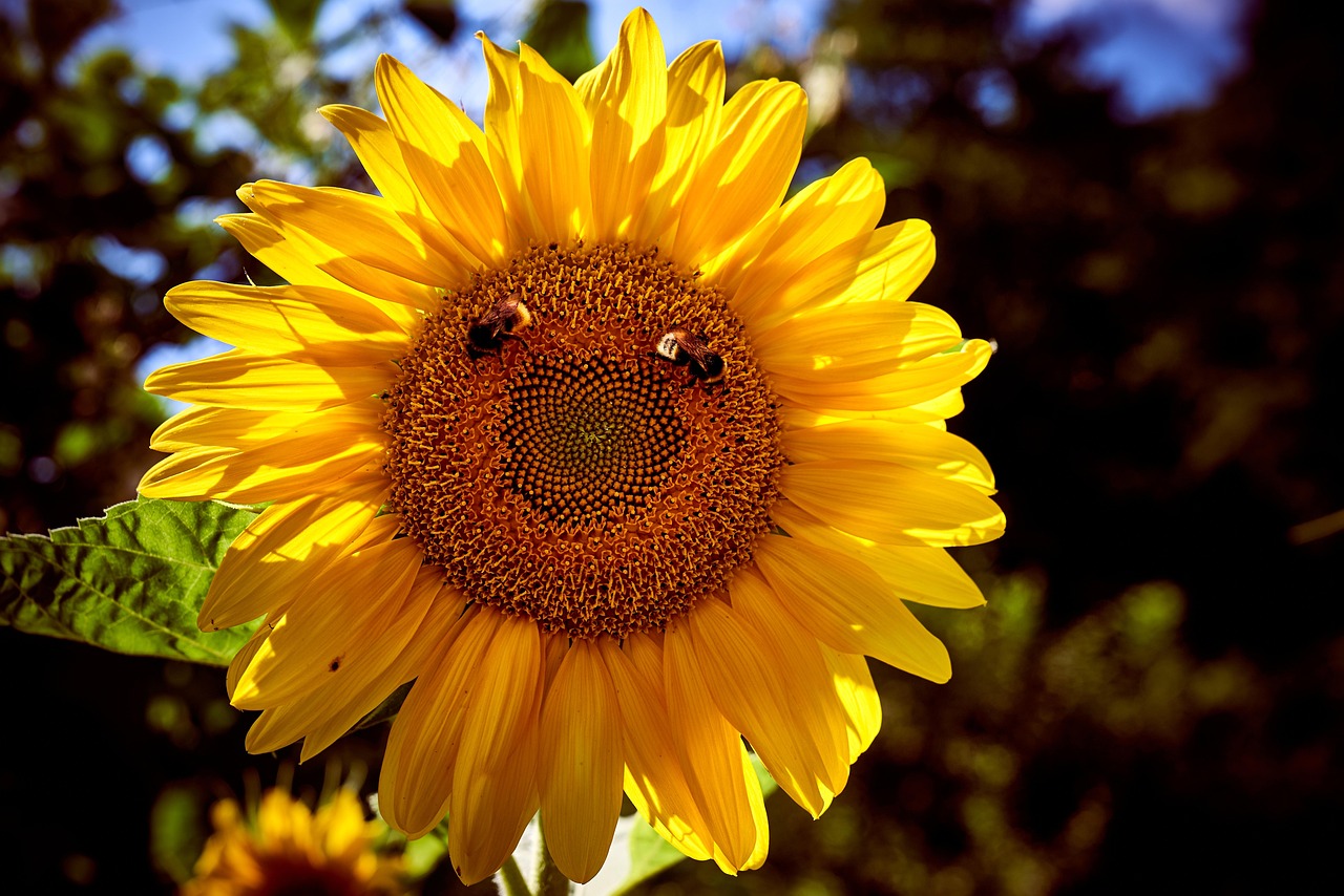 Free flowers nature bloom illustration