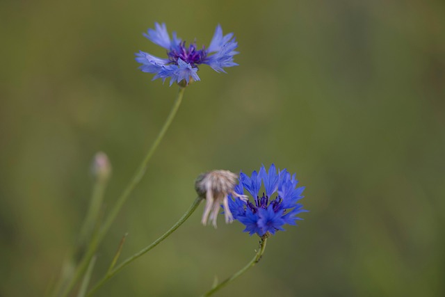 Free Summer Flower photo and picture