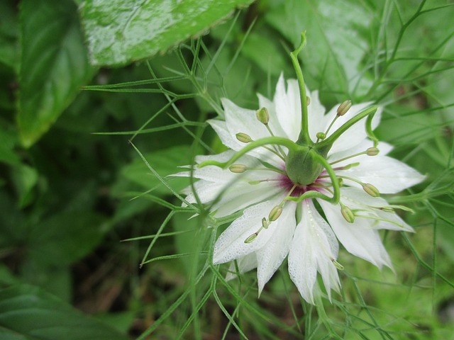Blume, Aster, Blüte, Natur, Flora, Weiß