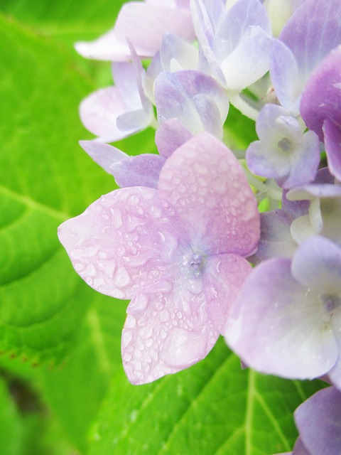 Blomst, Hortensia, Blomstrer, Blomster