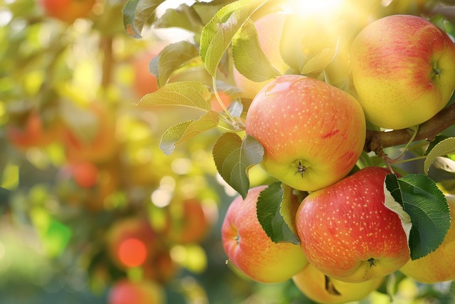 Free apples fruits tree illustration