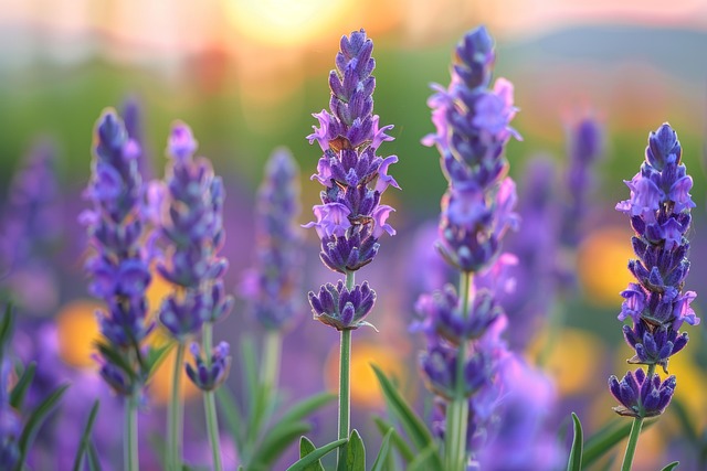 Free flowers lavender bloom illustration