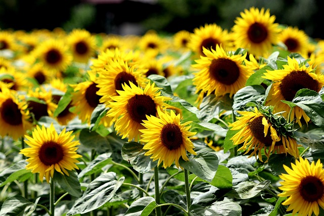 Free Flowers Sunflower photo and picture